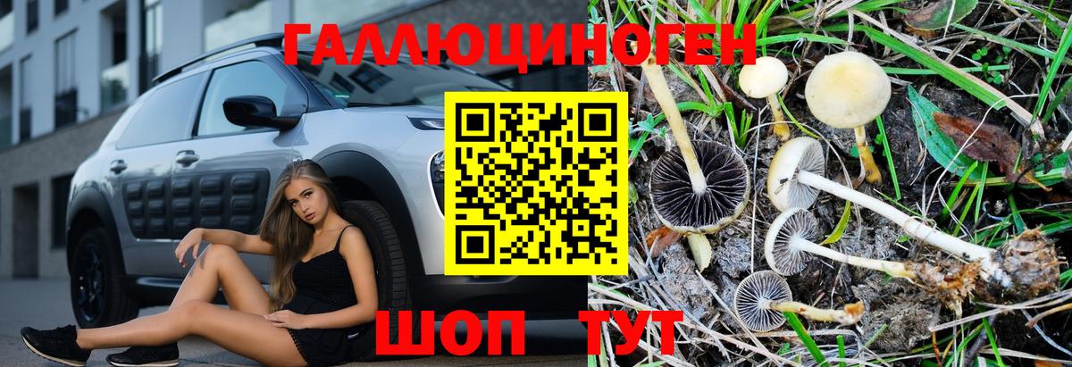 Псилоцибиновые грибы Psilocybe Березники